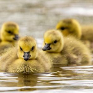 birds, geese, goslings-7161315.jpg